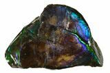 Iridescent Ammolite (Fossil Ammonite Shell) - Alberta, Canada #156753-1